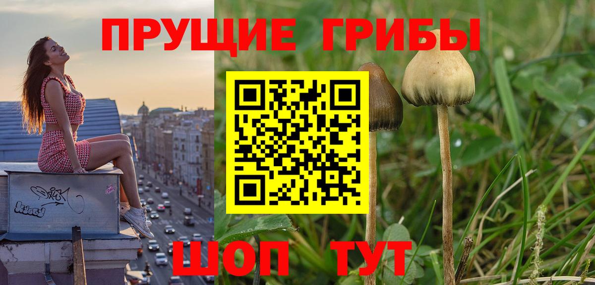 Усть-Джегута  Псилоцибиновые грибы Magic Shrooms  Вход с VPN 